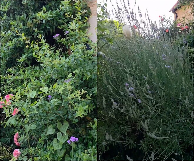 Sự kết hợp giữa những khóm hoa lavender tím dịu dàng, hoa hồng phớt và các loại cây bụi xanh mát tạo nên một góc vườn chan hòa thiên nhiên. Không chỉ đẹp mắt, góc vườn này còn mang lại hương thơm dễ chịu cho toàn bộ không gian sống.