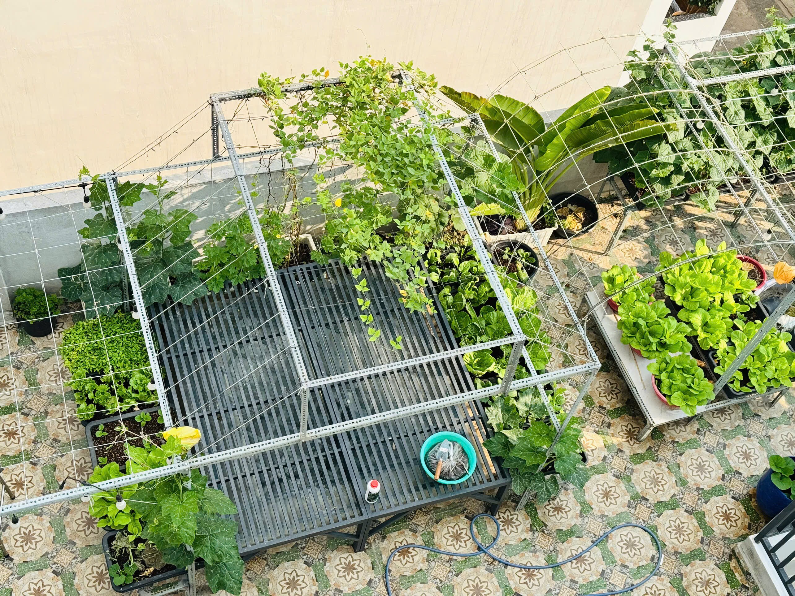 Kỹ sư IT biến sân thượng 55m² thành khu vườn xanh đẹp, quả sai lúc lỉu, tối đến cả nhà cùng lên thư giãn - 4