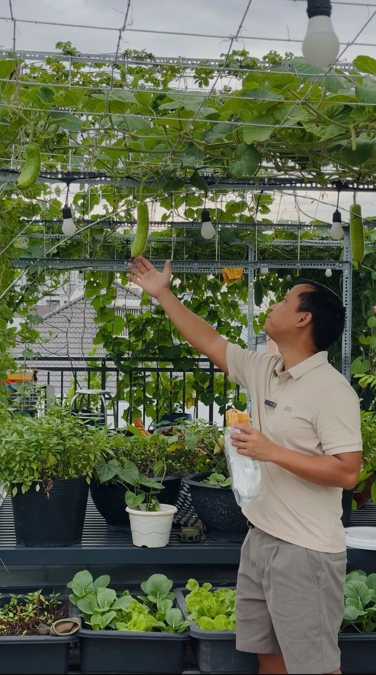 Kỹ sư IT biến sân thượng 55m² thành khu vườn xanh đẹp, quả sai lúc lỉu, tối đến cả nhà cùng lên thư giãn - 10
