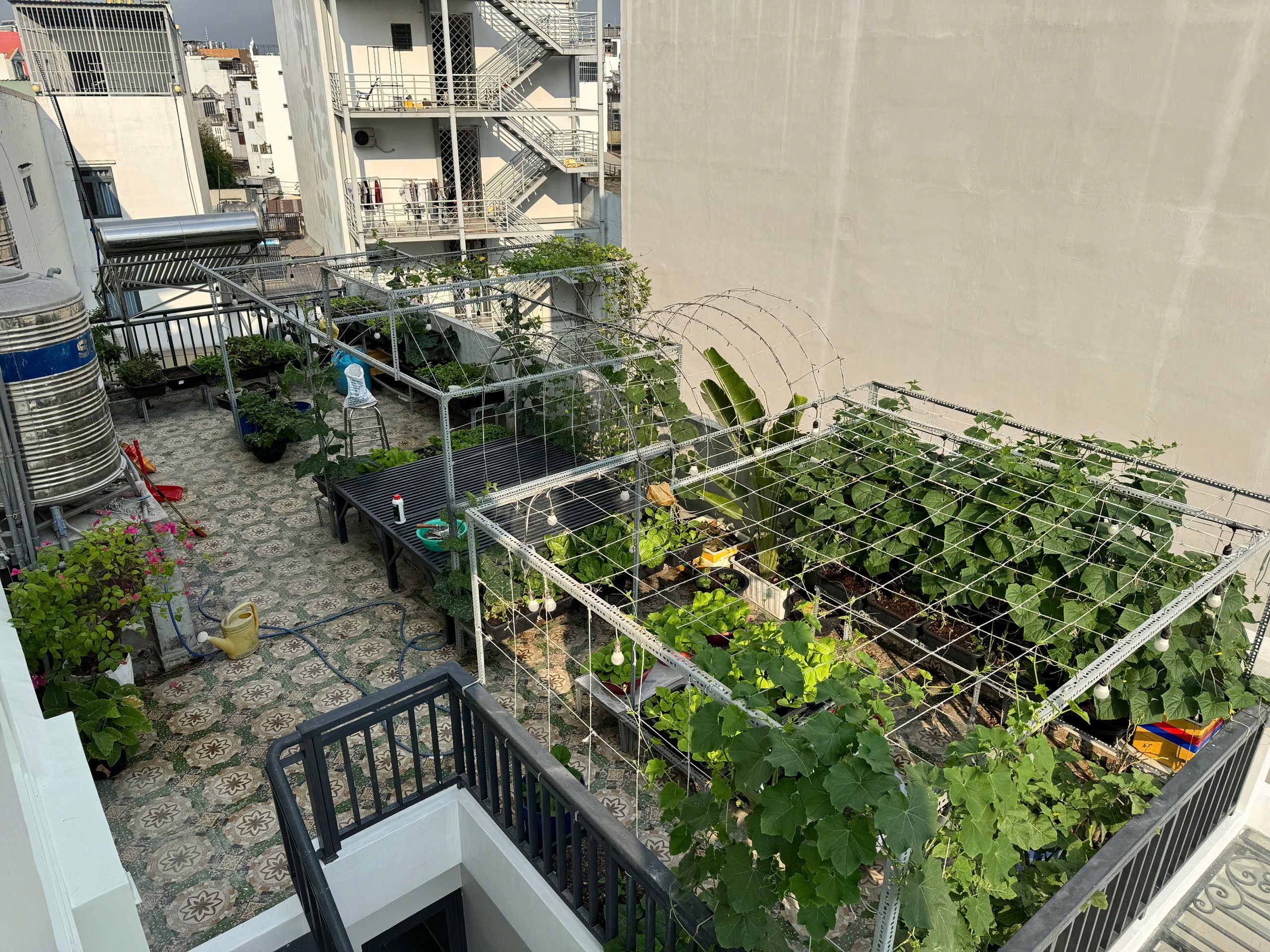 Kỹ sư IT biến sân thượng 55m² thành khu vườn xanh đẹp, quả sai lúc lỉu, tối đến cả nhà cùng lên thư giãn - 3