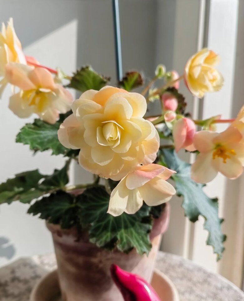 Loài hoa đẹp hơn mẫu đơn, ban công thiếu nắng vẫn nở quanh năm, tỏa hương quyến rũ như nước hoa - 5