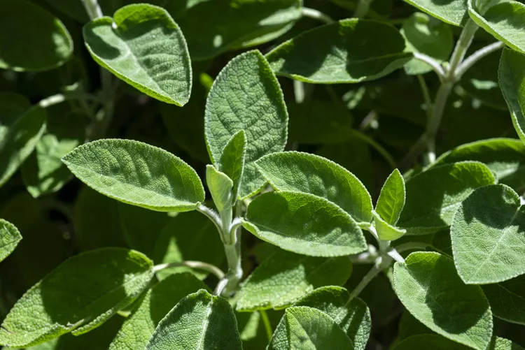 Loại lá “3 trong 1” vừa làm rau vừa làm thuốc, làm cảnh, giá 300.000 đồng/kg, trồng 3 tháng cho thu hoạch - 3