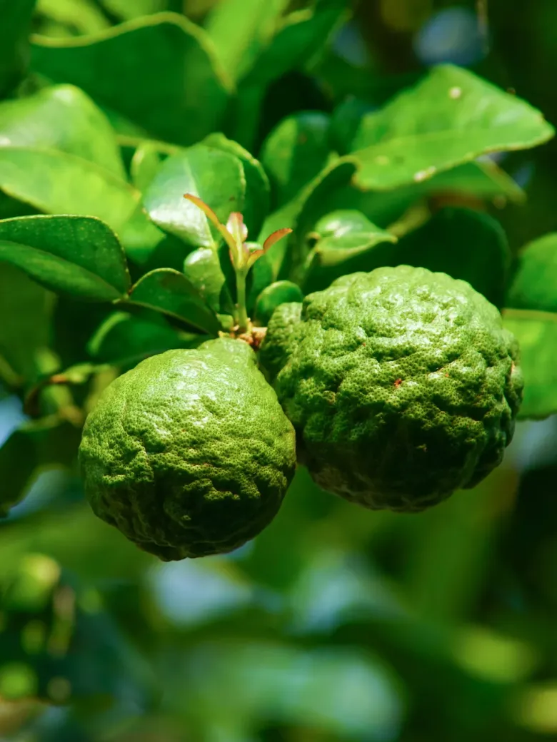 Loại lá được ví như “kim cương”, giá 2,8 triệu đồng/kg, trồng chậu vừa làm cảnh vừa có lá, quả dùng quanh năm - 1