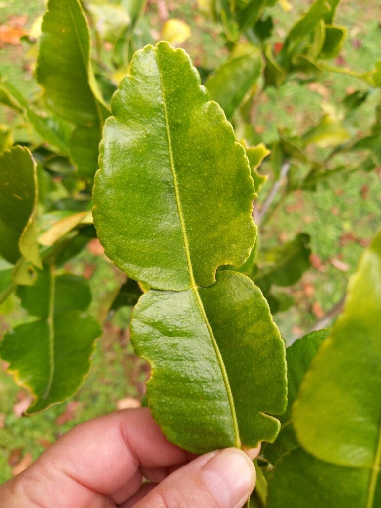 Loại lá được ví như “kim cương”, giá 2,8 triệu đồng/kg, trồng chậu vừa làm cảnh vừa có lá, quả dùng quanh năm - 2