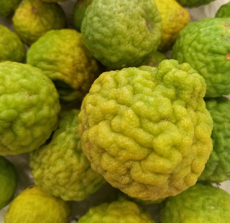 Loại lá được ví như “kim cương”, giá 2,8 triệu đồng/kg, trồng chậu vừa làm cảnh vừa có lá, quả dùng quanh năm - 3