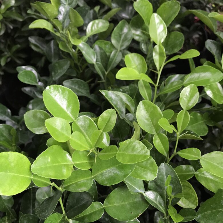 Loại lá được ví như “kim cương”, giá 2,8 triệu đồng/kg, trồng chậu vừa làm cảnh vừa có lá, quả dùng quanh năm - 7