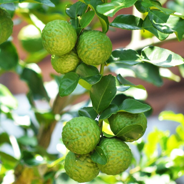 Loại lá được ví như “kim cương”, giá 2,8 triệu đồng/kg, trồng chậu vừa làm cảnh vừa có lá, quả dùng quanh năm - 10