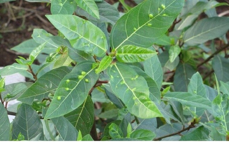 Loại lá vừa làm rau làm thuốc, giá 220.000 đồng/kg, vào chậu làm bonsai giá tiền triệu, trồng một chậu nhà không giàu cũng quý - 1
