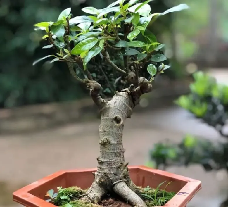 Loại lá vừa làm rau làm thuốc, giá 220.000 đồng/kg, vào chậu làm bonsai giá tiền triệu, trồng một chậu nhà không giàu cũng quý - 7