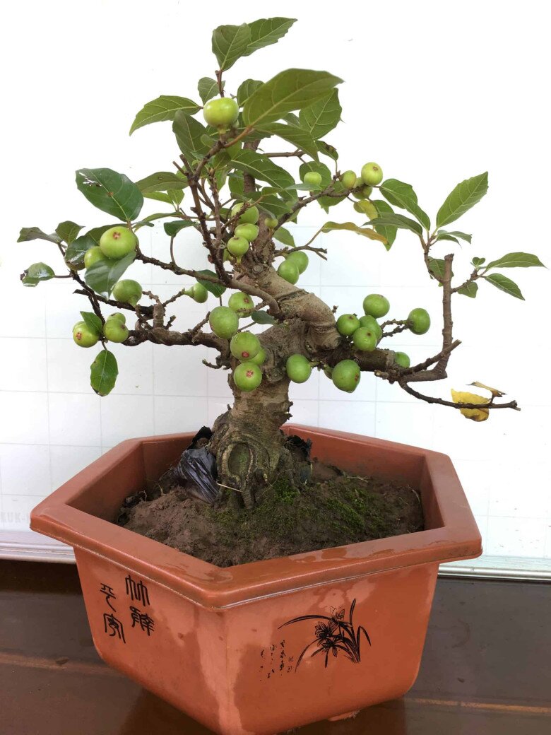 Loại lá vừa làm rau làm thuốc, giá 220.000 đồng/kg, vào chậu làm bonsai giá tiền triệu, trồng một chậu nhà không giàu cũng quý - 6