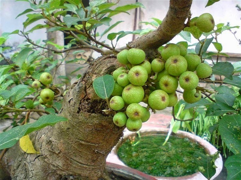 Loại lá vừa làm rau làm thuốc, giá 220.000 đồng/kg, vào chậu làm bonsai giá tiền triệu, trồng một chậu nhà không giàu cũng quý - 2