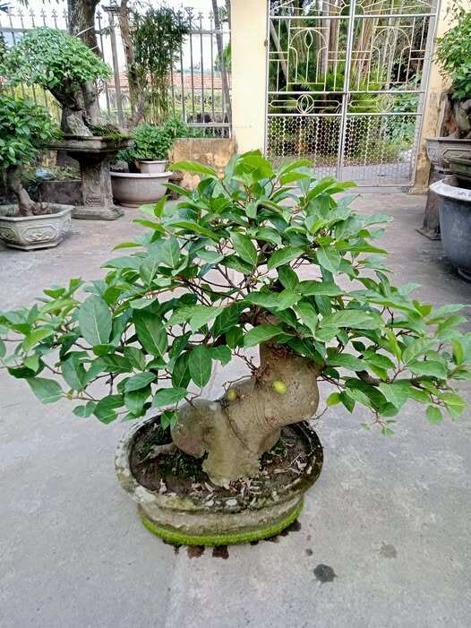 Loại lá vừa làm rau làm thuốc, giá 220.000 đồng/kg, vào chậu làm bonsai giá tiền triệu, trồng một chậu nhà không giàu cũng quý - 3