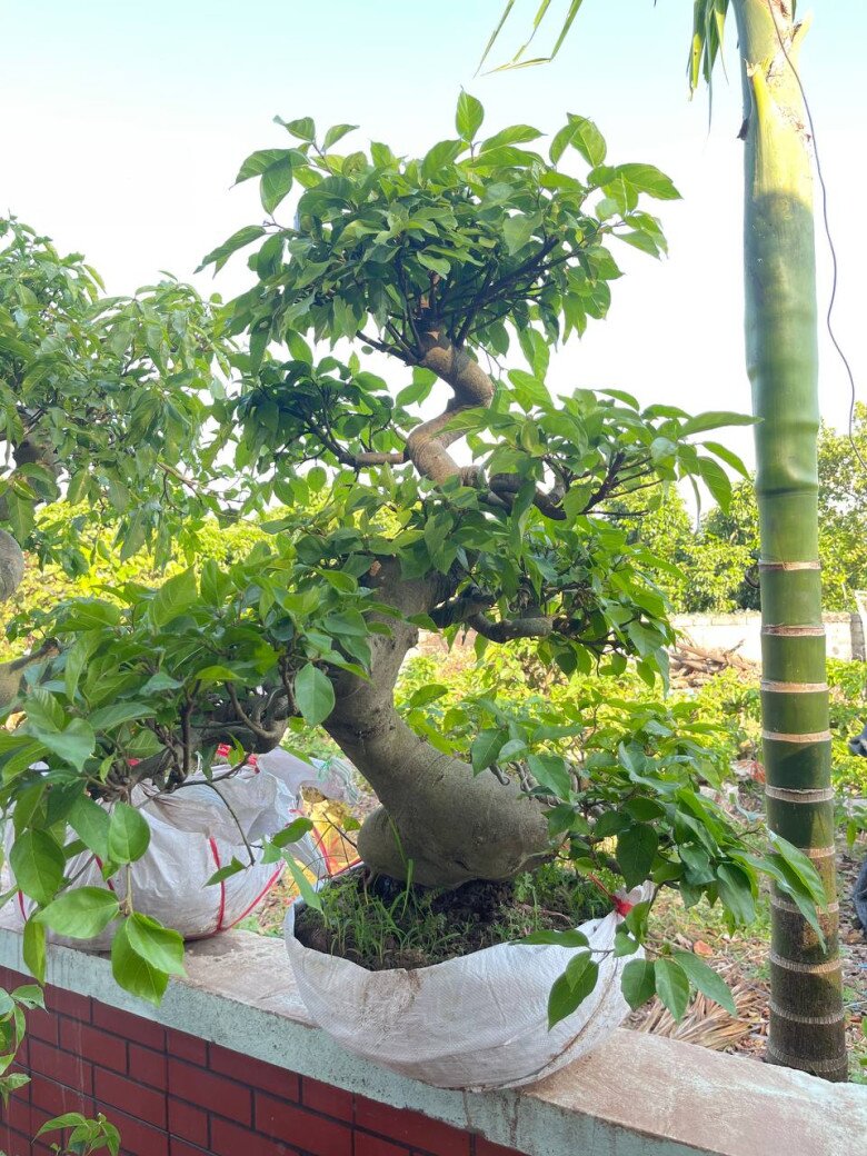 Loại lá vừa làm rau làm thuốc, giá 220.000 đồng/kg, vào chậu làm bonsai giá tiền triệu, trồng một chậu nhà không giàu cũng quý - 4
