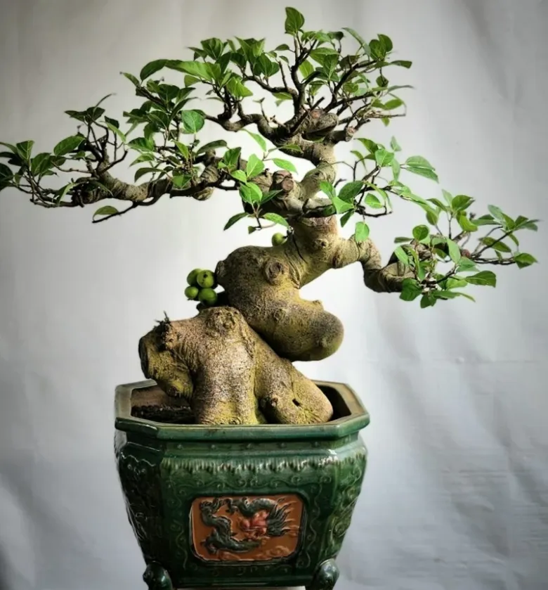 Loại lá vừa làm rau làm thuốc, giá 220.000 đồng/kg, vào chậu làm bonsai giá tiền triệu, trồng một chậu nhà không giàu cũng quý - 5