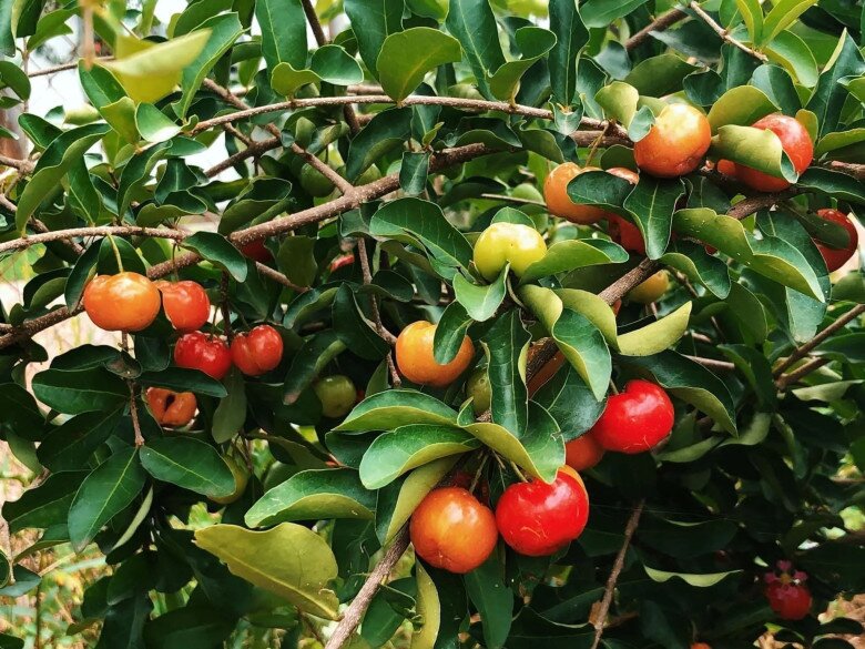 Loại quả đặc sản có ở Đồng Tháp giá 60.000 đồng/kg, trồng một lần ăn nhiều năm, vào chậu làm bonsai giúp hút lộc vào nhà - 6
