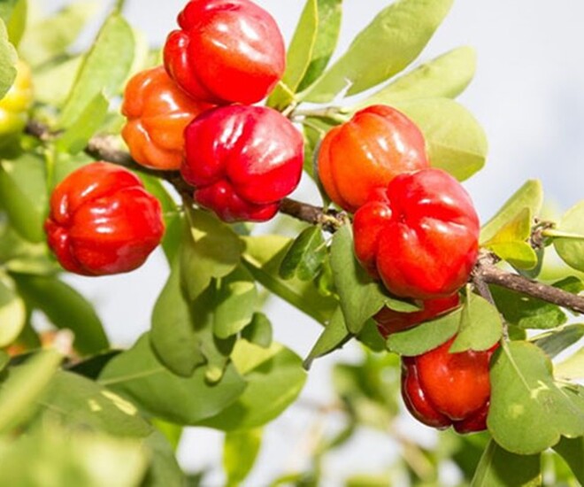 Loại quả đặc sản có ở Đồng Tháp giá 60.000 đồng/kg, trồng một lần ăn nhiều năm, vào chậu làm bonsai giúp hút lộc vào nhà - 1