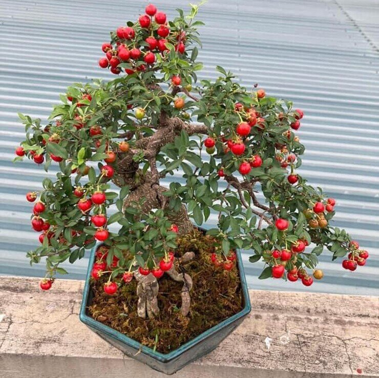 Loại quả đặc sản có ở Đồng Tháp giá 60.000 đồng/kg, trồng một lần ăn nhiều năm, vào chậu làm bonsai giúp hút lộc vào nhà - 5