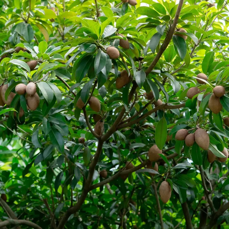 Loại quả đặc sản có ở Đồng Tháp, giá 70.000 đồng/kg, trồng một cây thu hoạch quanh năm, gia đạo êm ấm - 4