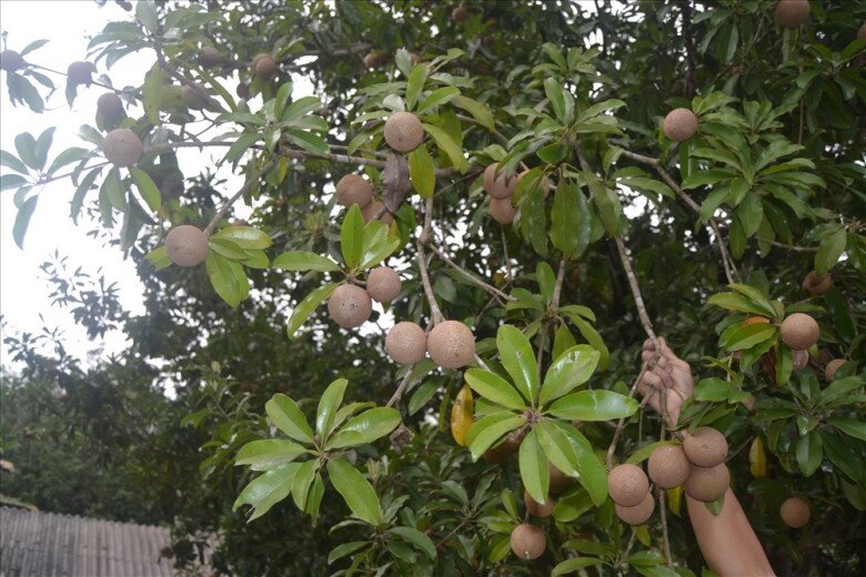 Loại quả đặc sản có ở Đồng Tháp, giá 70.000 đồng/kg, trồng một cây thu hoạch quanh năm, gia đạo êm ấm - 3