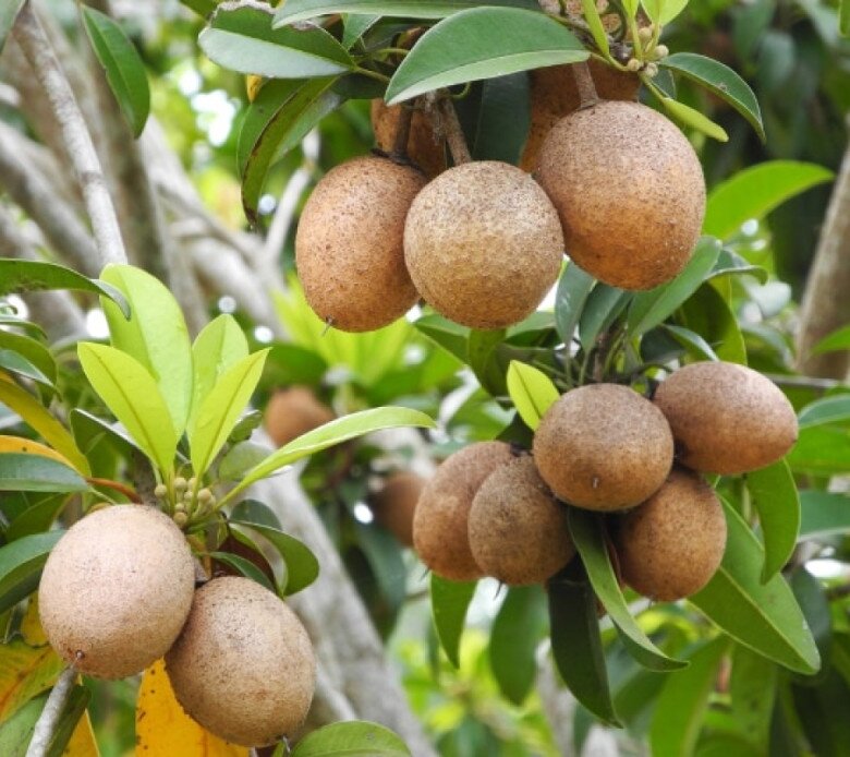 Loại quả đặc sản có ở Đồng Tháp, giá 70.000 đồng/kg, trồng một cây thu hoạch quanh năm, gia đạo êm ấm - 2