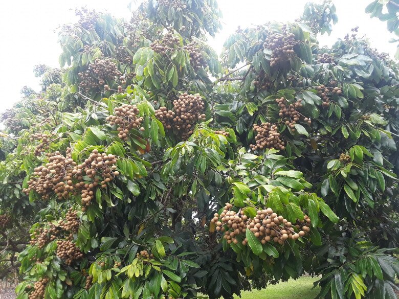 Loại quả đặc sản có ở Hưng Yên giá 300.000 đồng/kg, trồng một cây gia đình sung túc, thành vật báu gia truyền - 5
