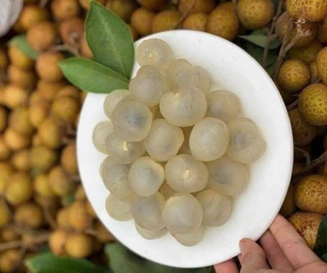 Loại quả đặc sản có ở Hưng Yên giá 300.000 đồng/kg, trồng một cây gia đình sung túc, thành vật báu gia truyền - 1