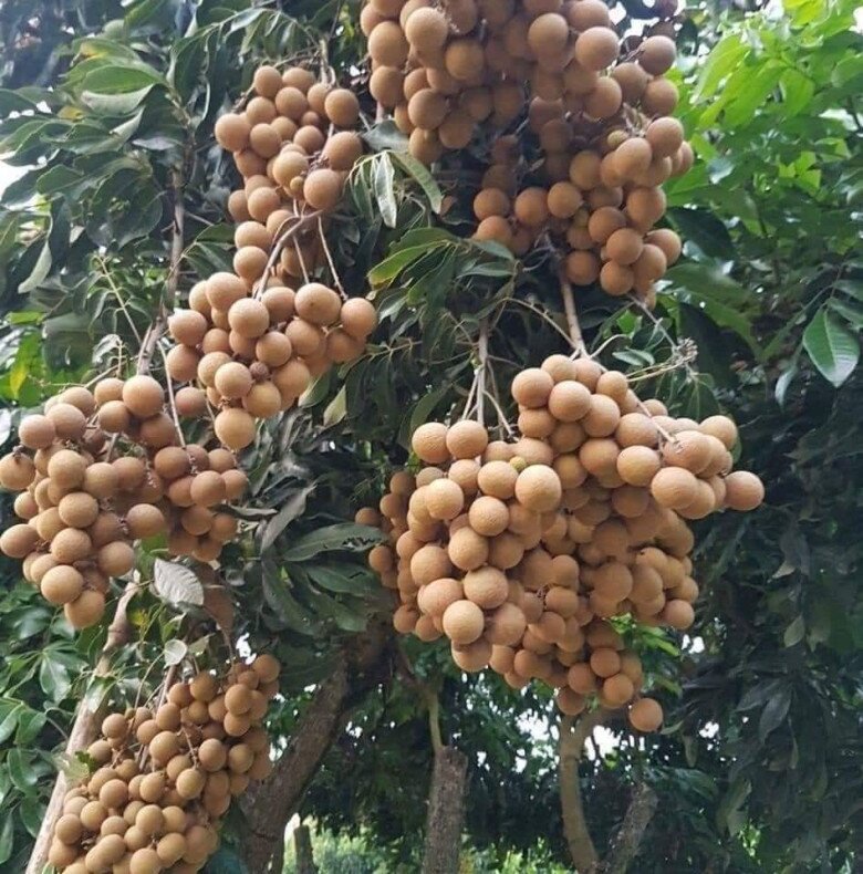 Loại quả đặc sản có ở Hưng Yên giá 300.000 đồng/kg, trồng một cây gia đình sung túc, thành vật báu gia truyền - 6