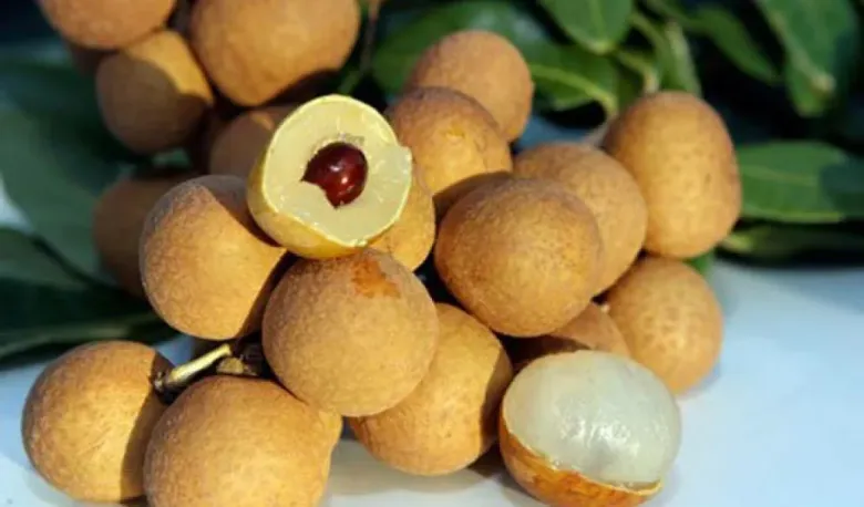 Loại quả đặc sản có ở Hưng Yên giá 300.000 đồng/kg, trồng một cây gia đình sung túc, thành vật báu gia truyền - 2