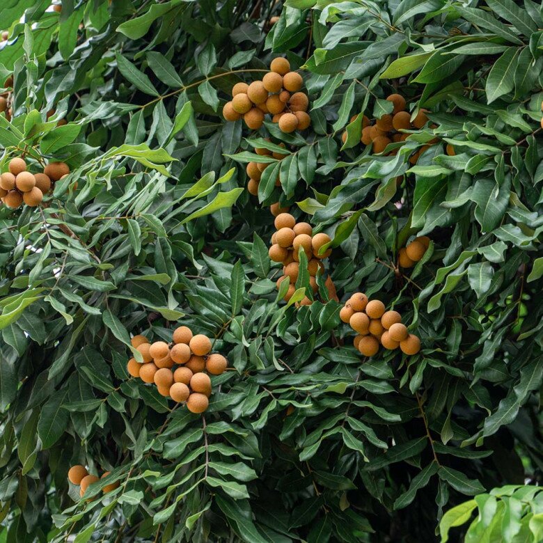 Loại quả đặc sản có ở Hưng Yên giá 300.000 đồng/kg, trồng một cây gia đình sung túc, thành vật báu gia truyền - 4