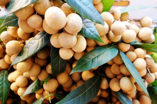 Loại quả đặc sản có ở Hưng Yên giá 300.000 đồng/kg, trồng một cây gia đình sung túc, thành vật báu gia truyền - 3