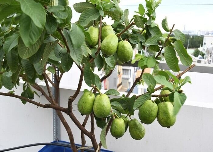 Loại quả đặc sản có ở Quảng Ninh giá 35.000 đồng/kg, trồng một lần ăn nhiều năm, vào chậu làm bonsai giúp chiêu tài - 6