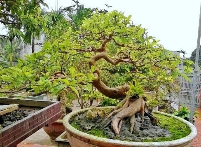 Loại quả đặc sản có ở Quảng Ninh giá 35.000 đồng/kg, trồng một lần ăn nhiều năm, vào chậu làm bonsai giúp chiêu tài - 4