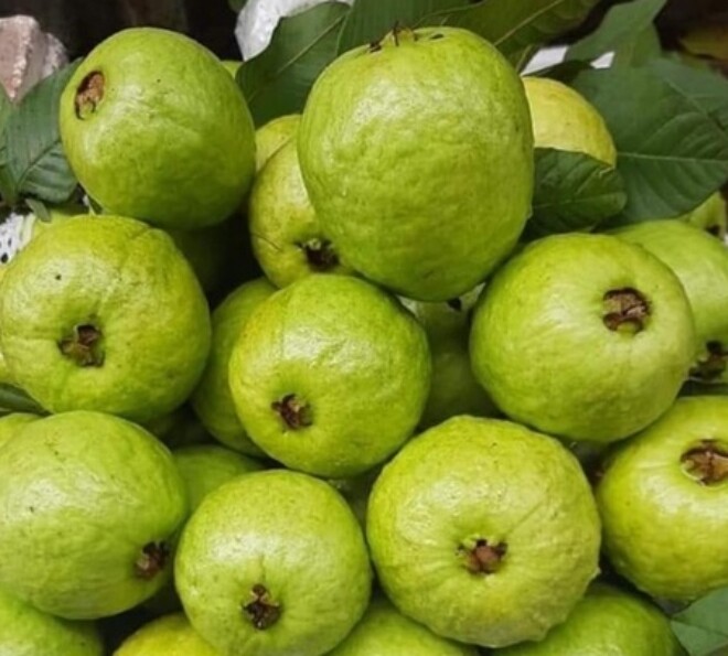 Loại quả đặc sản có ở Quảng Ninh giá 35.000 đồng/kg, trồng một lần ăn nhiều năm, vào chậu làm bonsai giúp chiêu tài - 1