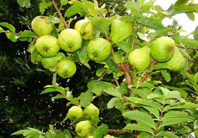 Loại quả đặc sản có ở Quảng Ninh giá 35.000 đồng/kg, trồng một lần ăn nhiều năm, vào chậu làm bonsai giúp chiêu tài - 3