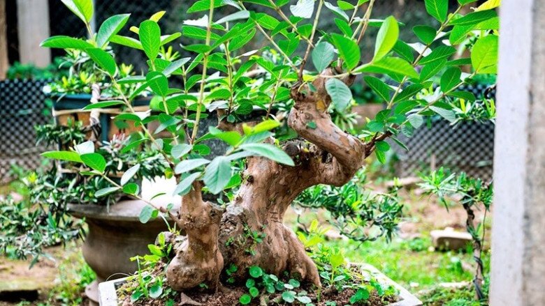 Loại quả đặc sản có ở Quảng Ninh giá 35.000 đồng/kg, trồng một lần ăn nhiều năm, vào chậu làm bonsai giúp chiêu tài - 5