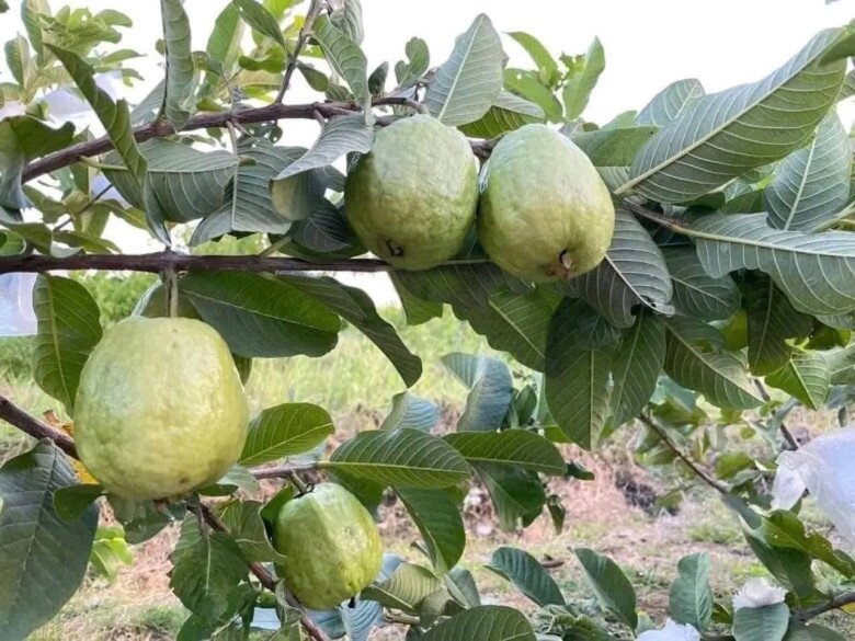 Loại quả đặc sản có ở Quảng Ninh giá 35.000 đồng/kg, trồng một lần ăn nhiều năm, vào chậu làm bonsai giúp chiêu tài - 2