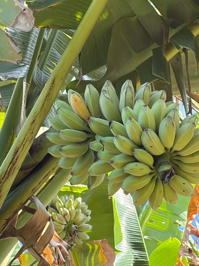 Loại quả đặc sản có ở Vĩnh Long giá 50.000 đồng/kg, trồng một lần thu hoạch nhiều năm, đặt sau nhà càng giúp tụ sinh khí - 3