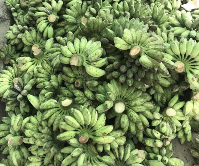 Loại quả đặc sản có ở Vĩnh Long giá 50.000 đồng/kg, trồng một lần thu hoạch nhiều năm, đặt sau nhà càng giúp tụ sinh khí - 1