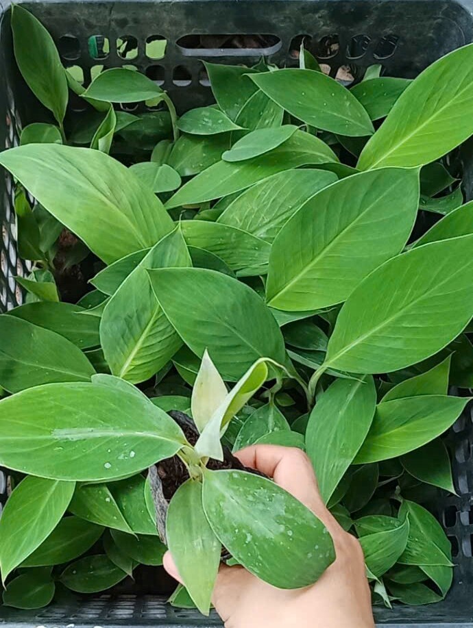 Loại quả đặc sản có ở Vĩnh Long giá 50.000 đồng/kg, trồng một lần thu hoạch nhiều năm, đặt sau nhà càng giúp tụ sinh khí - 5