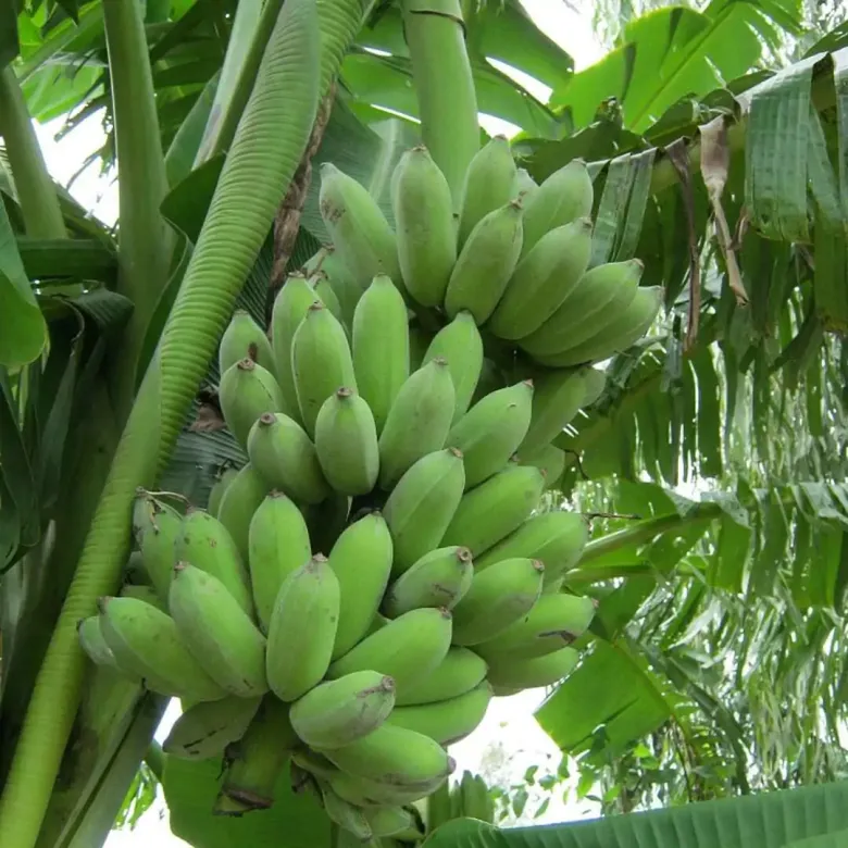 Loại quả đặc sản có ở Vĩnh Long giá 50.000 đồng/kg, trồng một lần thu hoạch nhiều năm, đặt sau nhà càng giúp tụ sinh khí - 4