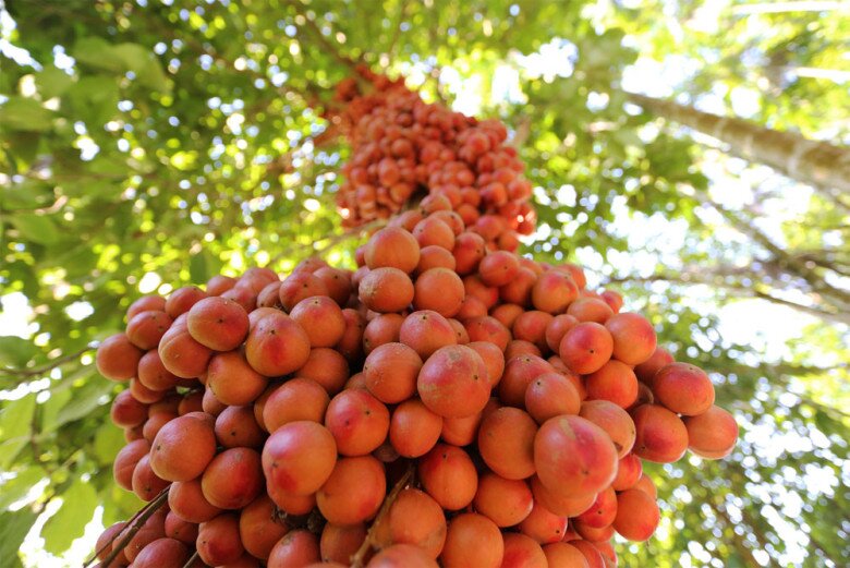 Loại quả dại nay thành đặc sản 45.000 đồng/kg, trồng một lần ăn cả đời, càng sai quả càng hút tài lộc - 3