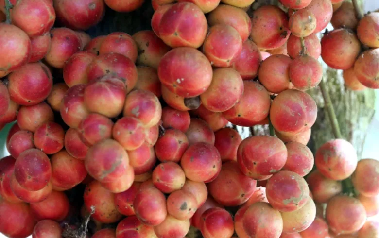 Loại quả dại nay thành đặc sản 45.000 đồng/kg, trồng một lần ăn cả đời, càng sai quả càng hút tài lộc - 2