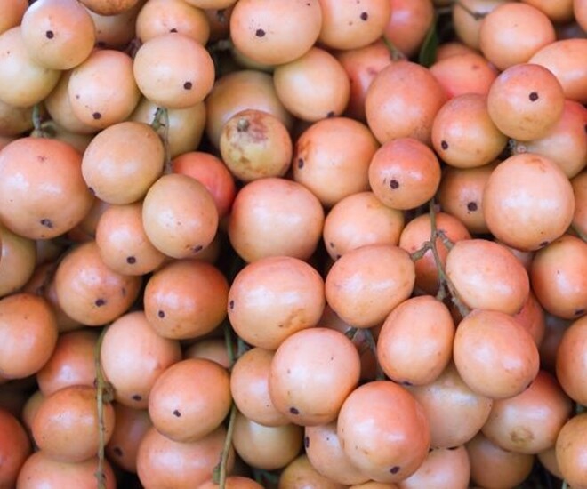 Loại quả dại nay thành đặc sản 45.000 đồng/kg, trồng một lần ăn cả đời, càng sai quả càng hút tài lộc - 1