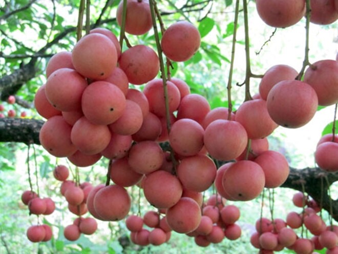 Loại quả dại nay thành đặc sản 45.000 đồng/kg, trồng một lần ăn cả đời, càng sai quả càng hút tài lộc - 4