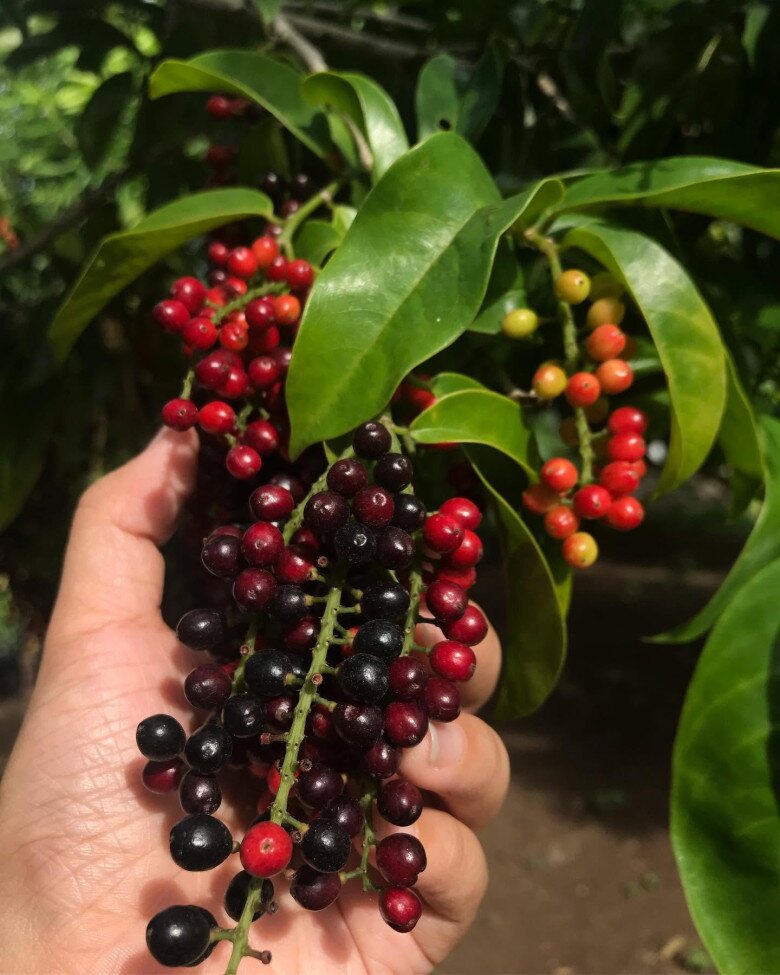 Loại quả dại nay thành đặc sản giá 80.000 đồng/kg, trồng trong nhà giúp hút lộc, vào chậu làm bonsai giá tiền triệu - 2