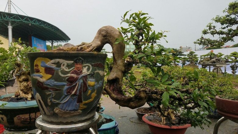 Loại quả dại nay thành đặc sản giá 80.000 đồng/kg, trồng trong nhà giúp hút lộc, vào chậu làm bonsai giá tiền triệu - 6