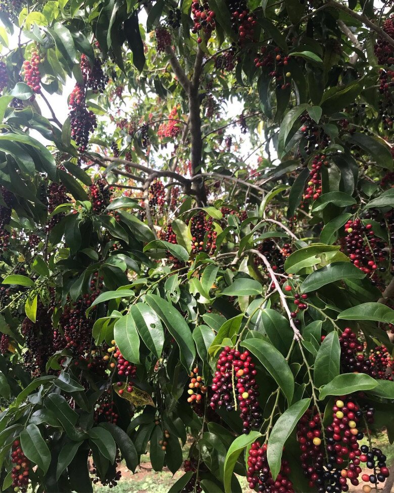 Loại quả dại nay thành đặc sản giá 80.000 đồng/kg, trồng trong nhà giúp hút lộc, vào chậu làm bonsai giá tiền triệu - 3