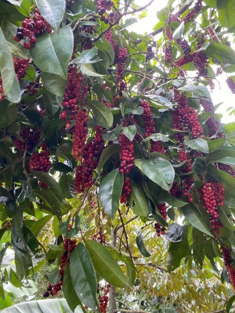 Loại quả dại nay thành đặc sản giá 80.000 đồng/kg, trồng trong nhà giúp hút lộc, vào chậu làm bonsai giá tiền triệu - 4