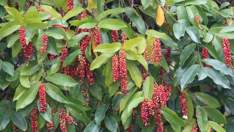 Loại quả dại nay thành đặc sản giá 80.000 đồng/kg, trồng trong nhà giúp hút lộc, vào chậu làm bonsai giá tiền triệu - 7
