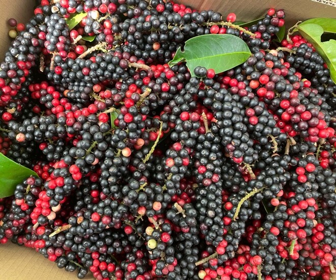 Loại quả dại nay thành đặc sản giá 80.000 đồng/kg, trồng trong nhà giúp hút lộc, vào chậu làm bonsai giá tiền triệu - 1